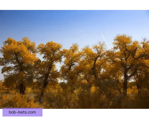 世界杯足球竞猜深度分析与胜负趋势预测技巧全面指南